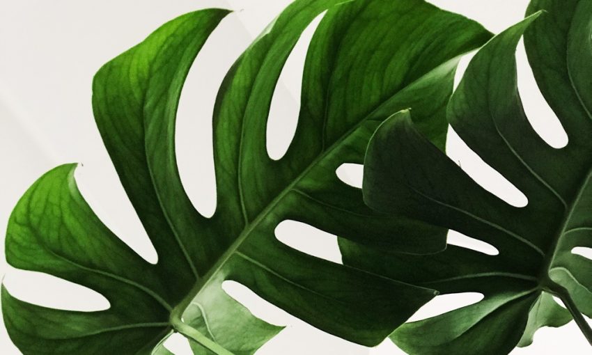 Monstera